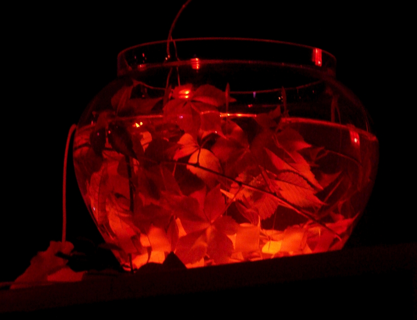 Blaetterrauschen vsjub (10)